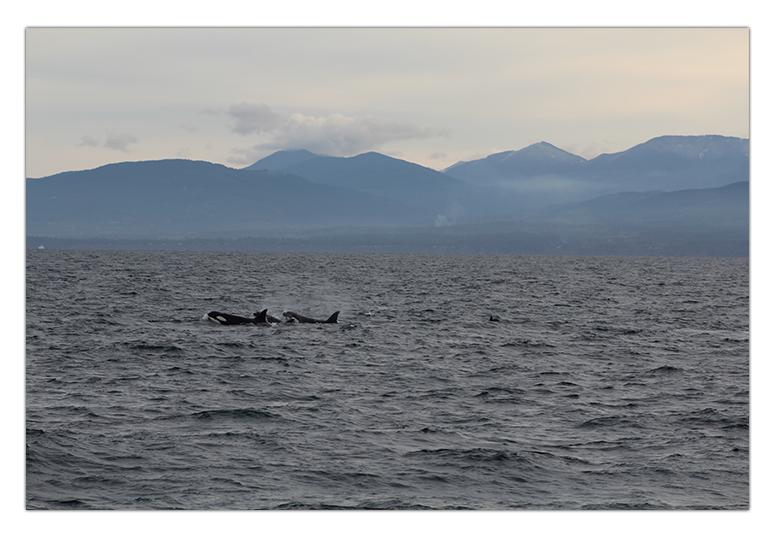 whales.jpg 2