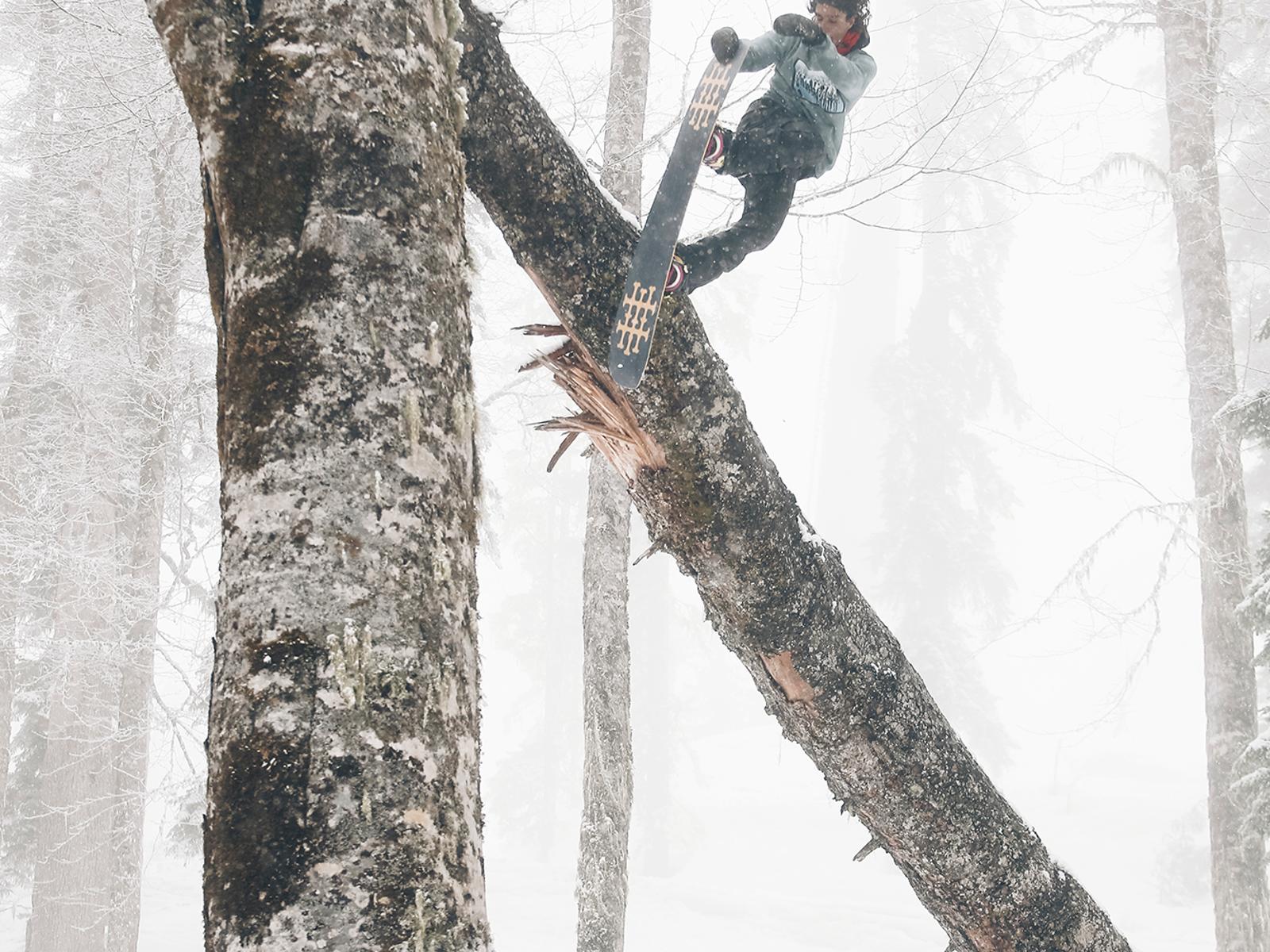 SOTW-SparrowKnox_Sw5050toTree_RussiaSochi_DashaNosova_7327.jpg